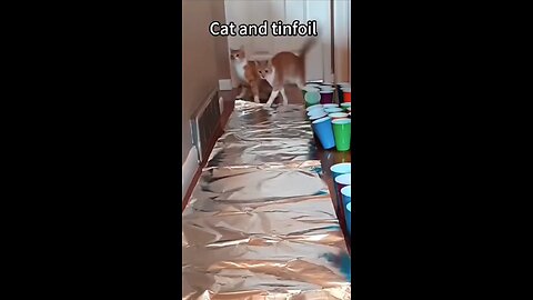 Cat funny 😅