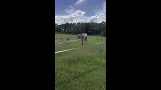 Back to (cow) school!
