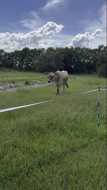 Back to (cow) school!