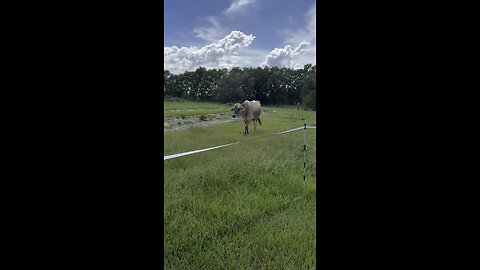 Back to (cow) school!