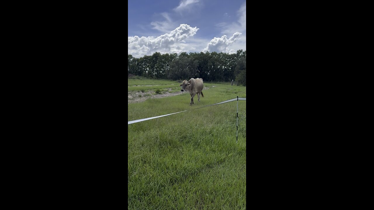 Back to (cow) school!