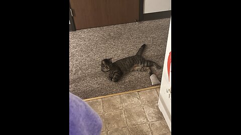 My 2 Feline Friends!