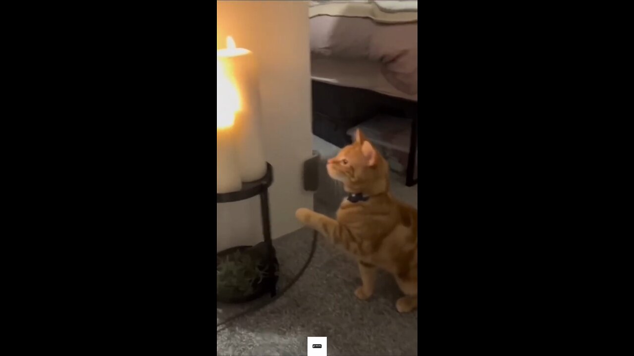 funny animal videos