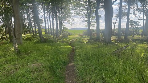 Kinleith Burn loop