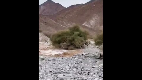 #burrofuerte #izakar