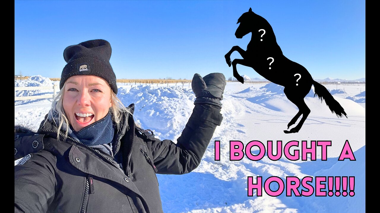 New Horse! (What a First Time Buyer Should Look For in a Horse)