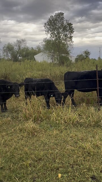 Just a row of cows spying on me