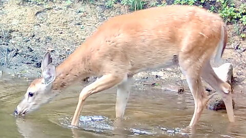 Deer Drinks Water, Then Does Its Business