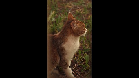 Calm Cat Resting in Lush Greenery Calm Cat Resting in Lush Greenery Outdoors