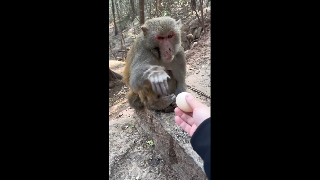 Don't miss the monkey reaction #viral #funny