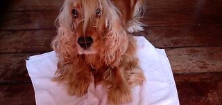 Dog show dog Animals pet