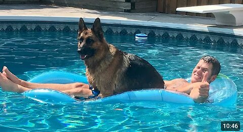 When Your Dog Invade Swimming Pool For The First Time 😂 Funny Dogs and Water