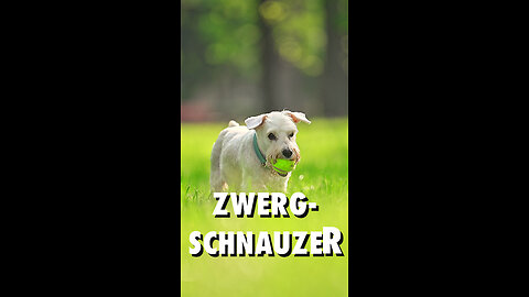 Zwergschnauzer, das Powerpaket - Hunderassen