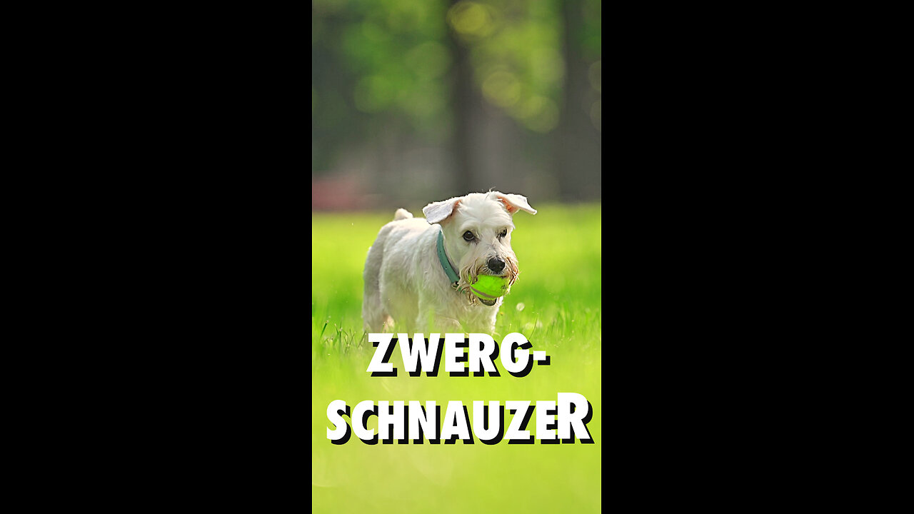Zwergschnauzer, das Powerpaket - Hunderassen