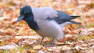 Hooded Crow is Looking for His Lost Car Keys