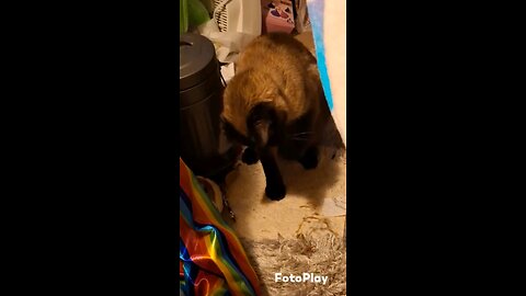 goofy cat