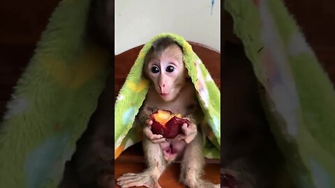 Monkey see, monkey smile—spread happiness everywhere! 😊🐒