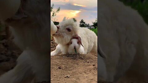 The little rabbit jumps and the little lamb bleats. Cute pet rabbit and sheep