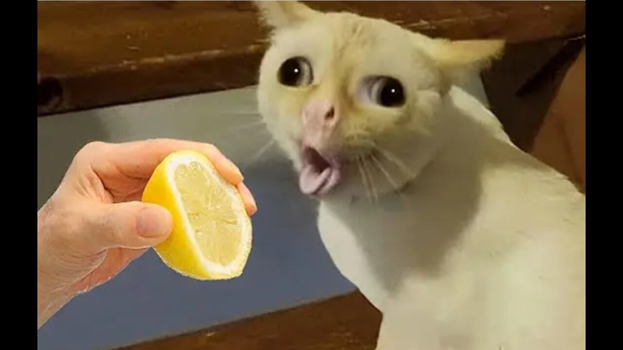 Funny Animal Compilation videos 😂 2025