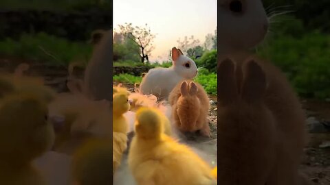 Warm pictures of small animals together Cute pet debut plan Rabbit and dog Pastoral cute pet