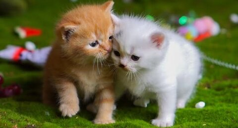 Kittens playing on the grass with animals: Dogs, rabbits, cows, mice - Cats meowing
