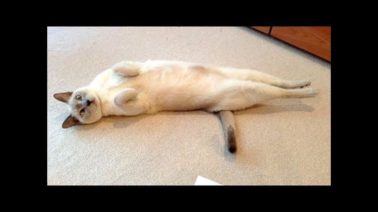 It's NOT OUR FAULT if you DIE FROM LAUGHING too hard! - The FUNNIEST ANIMAL videos