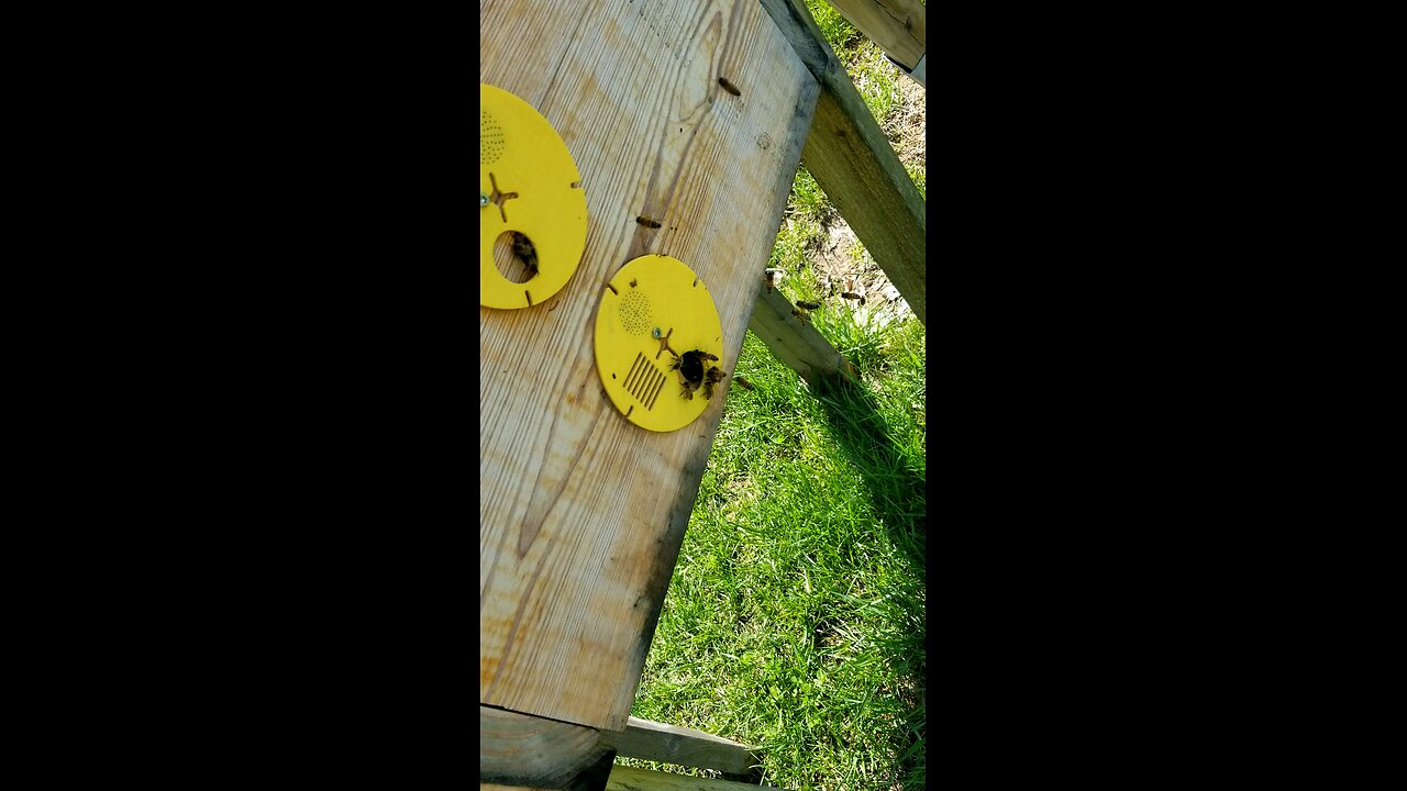 me bees are doing great 4.13.25