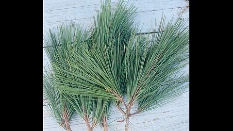 Benefits Of Pine Needles