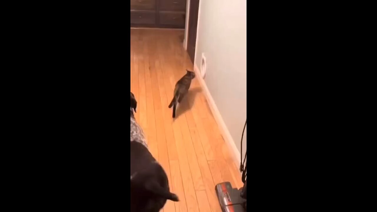 fun dogs video 🤣