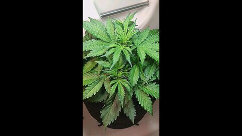 Gorilla Cookies week 3 day 2