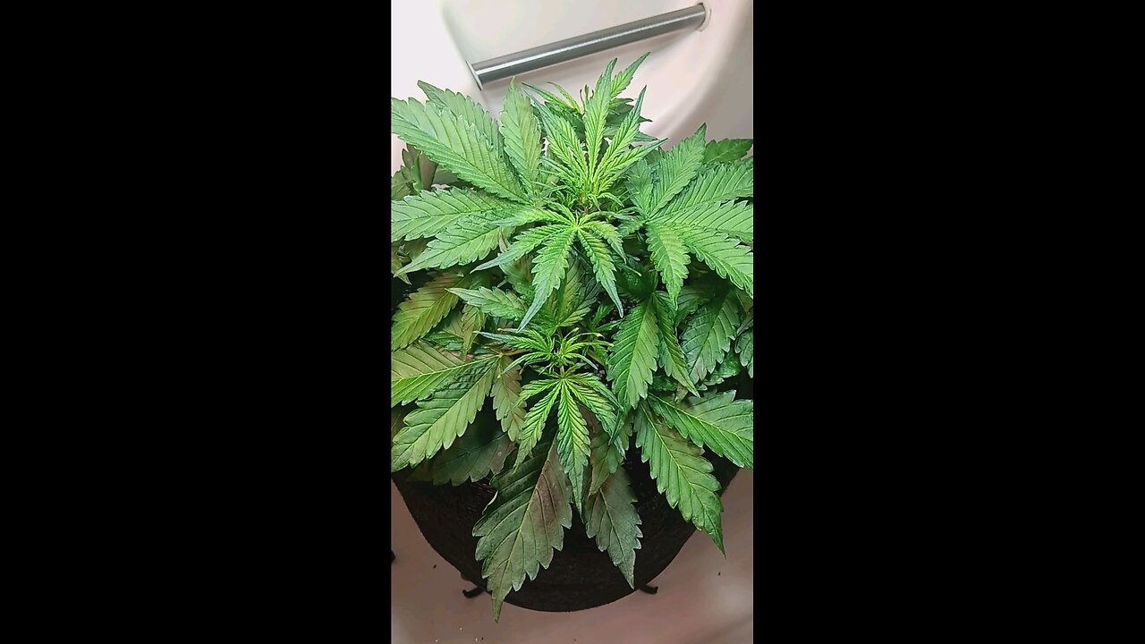 Gorilla Cookies week 3 day 2
