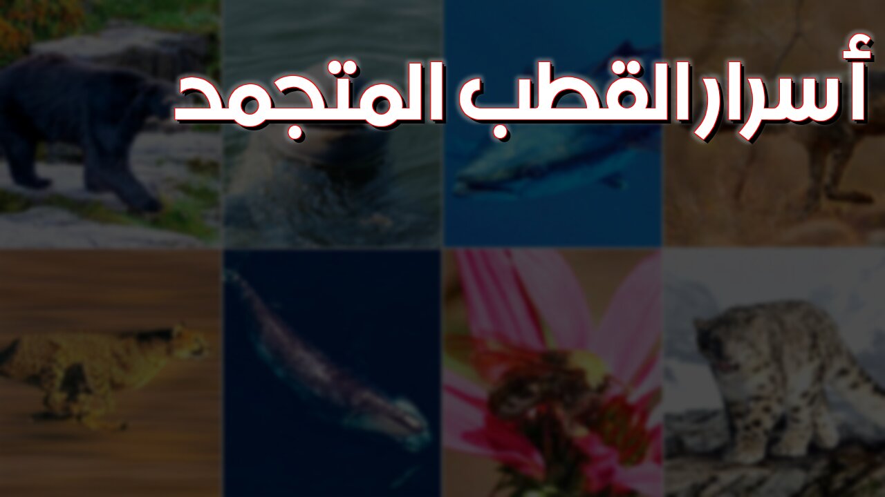 مخلوقات القطب: حقيقة صادمة ستذهلك! أسرار القطب المتجمد #القطب_الشمالي #وثائقي #طبيعة