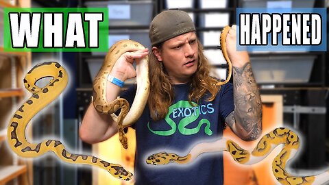 This Ball Python Clutch was NOT What I Expected...