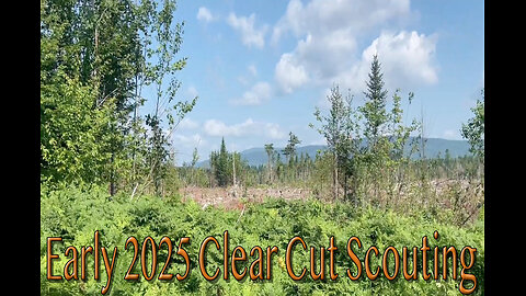 Early 2025 Clear Cut Scouting