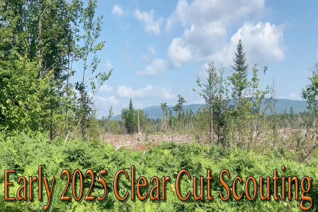 Early 2025 Clear Cut Scouting