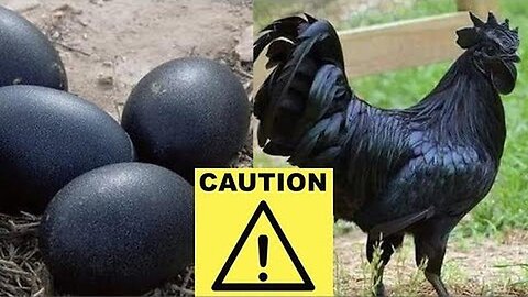 "Understanding Bird Flu Outbreak: Its Impact Beyond Threatening our Chicken Supply"