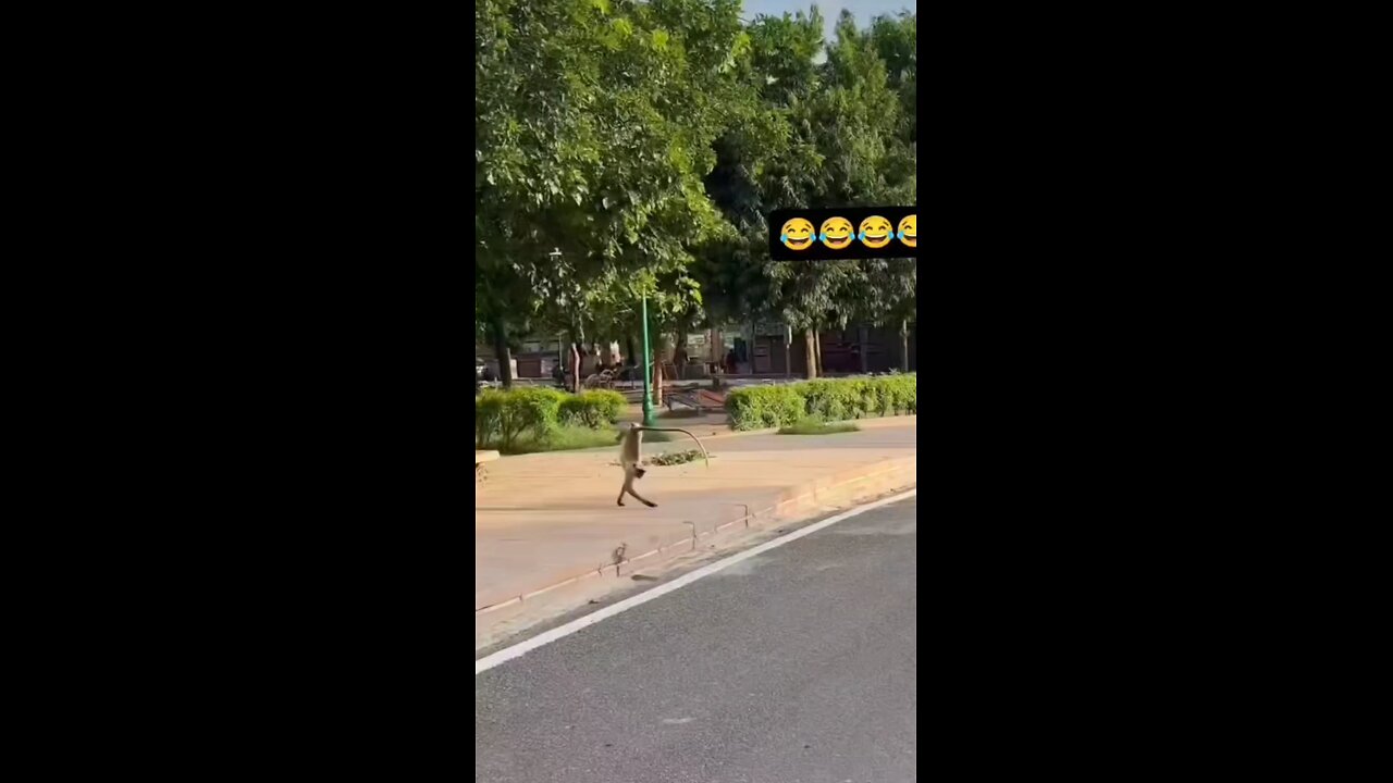 moneyking🐒🐒👌