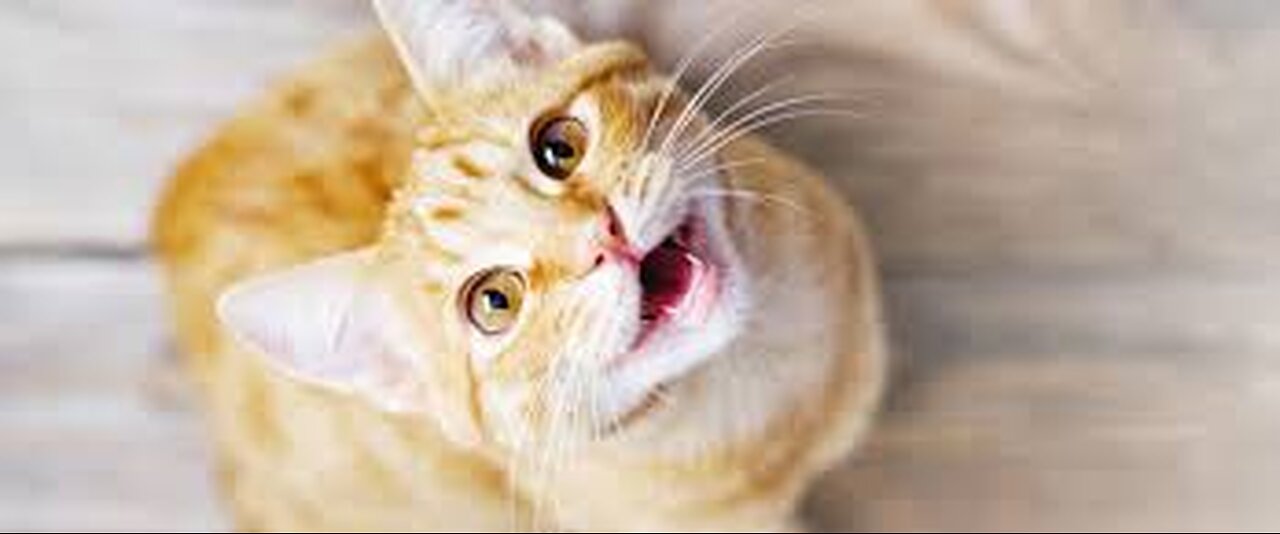 Funny and Cute Cats Collection - Part 36