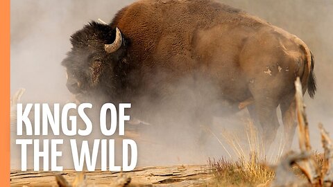 WILD BULLS: The 10,000 Year Story | Full Documentary