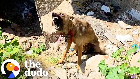 "Aggressive" Dog Keeps Following The Guy Who Rescued Her Around | The Dodo
