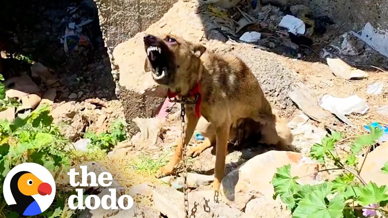 "Aggressive" Dog Keeps Following The Guy Who Rescued Her Around | The Dodo