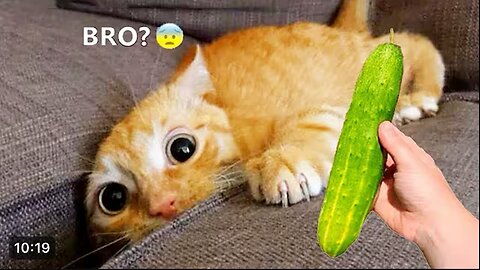 Silliest CATS on Earth 😂 Funny Cats Videos 2025😻