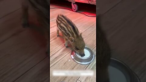 He lost his family in the woods and was lucky to be found by a man