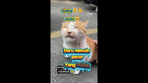 Kucing ini seneng di elus