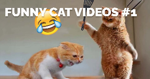 FUNNY CAT VIDEOS