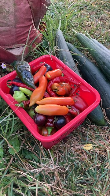 Last harvest of 2025?