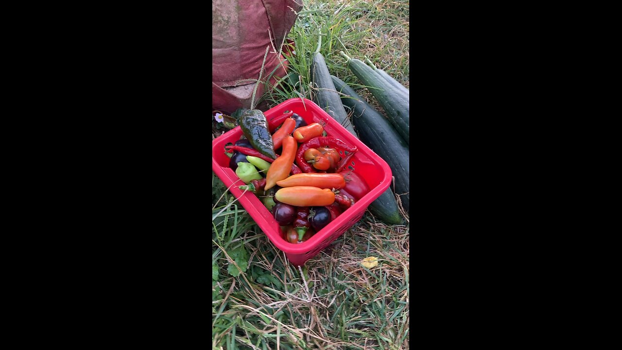Last harvest of 2025?