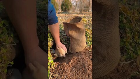 Prepare sacks to catch cute little rabbits. Rabbits. Little cute little pets in the countryside.