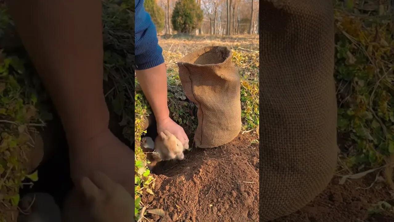Prepare sacks to catch cute little rabbits. Rabbits. Little cute little pets in the countryside.