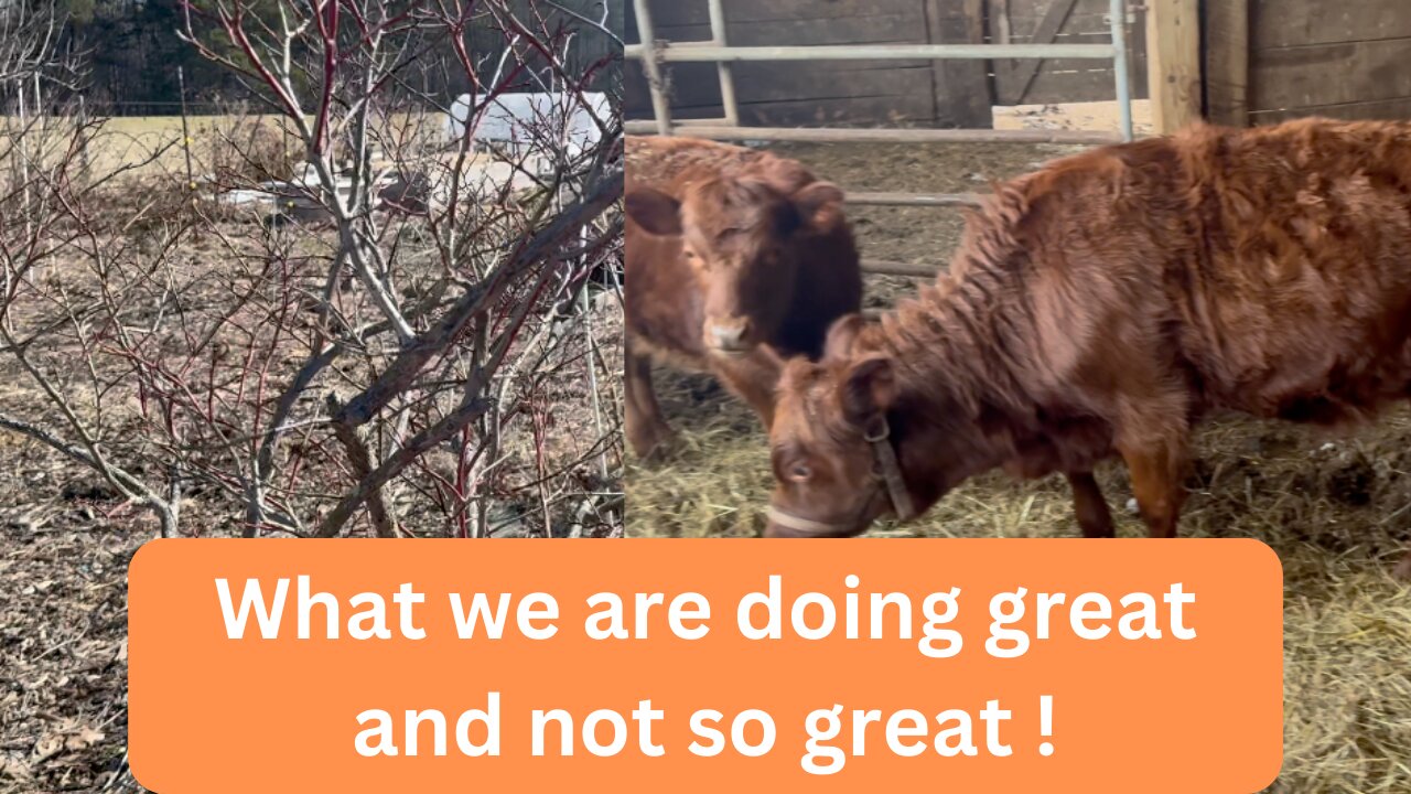 Homesteading, What we are doing right and wrong.